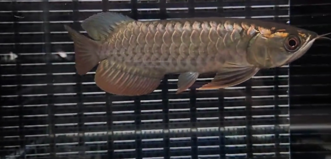 Arwana golden crossback