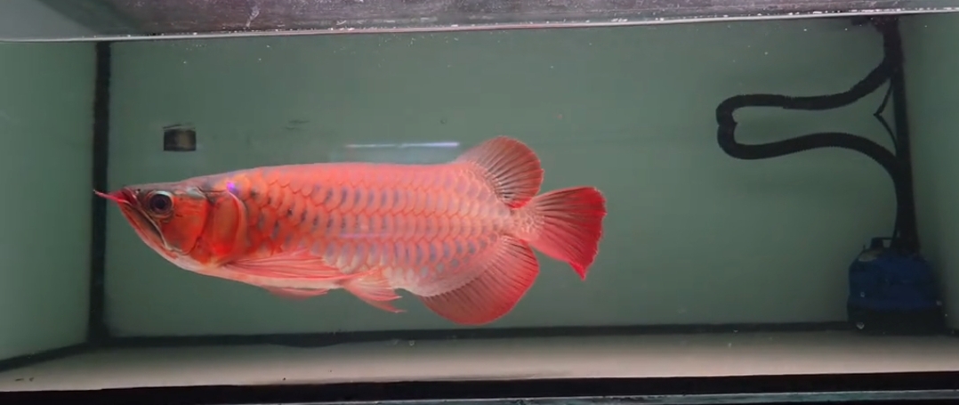 Arwana super red 40 cm